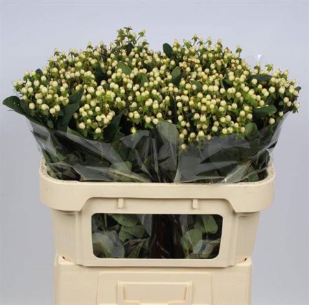 <h4>Hypericum Androsaemum Wit</h4>