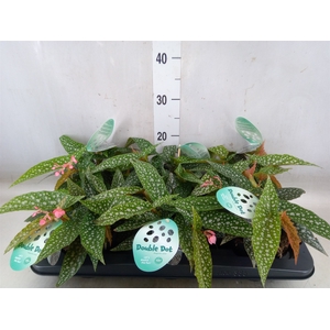 Begonia BD 'Double Dot'