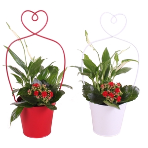 Valentine Arr. Indoor Metal Framepot + Heart Ø17cm 2PP