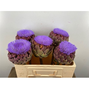 Cynara Paars Bloei