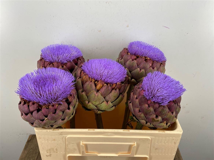 <h4>Cynara Paars Bloei</h4>