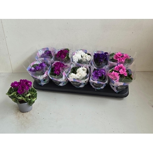 SAINTP IN ROCOCO GEM