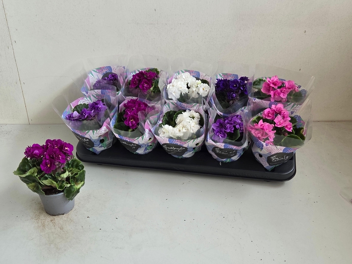 <h4>SAINTP IN ROCOCO GEM</h4>