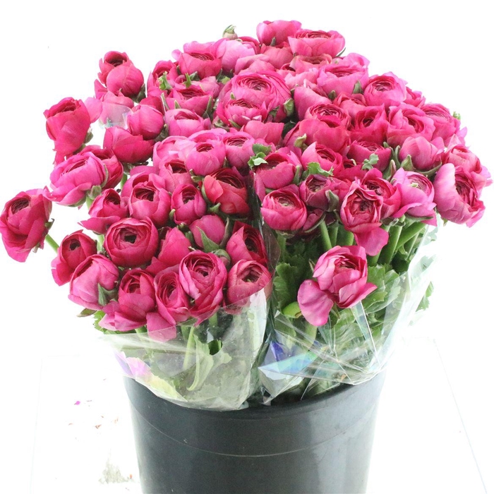 <h4>Ran El Hot Pink Super</h4>