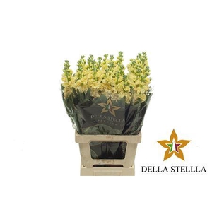 Matth Iron * Premium* Yellow