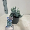 Andromeda polifolia