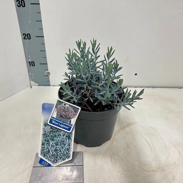 Andromeda polifolia