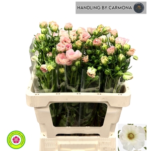 RAN CO MAG MASCARPON