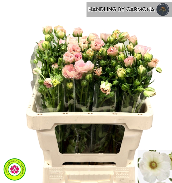 <h4>RAN CO MAG MASCARPON</h4>