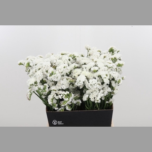 Limonium S - Wh Starl Wings