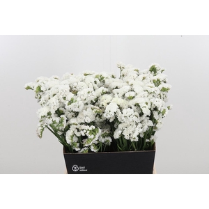 Limonium S - Wh Starl Wings