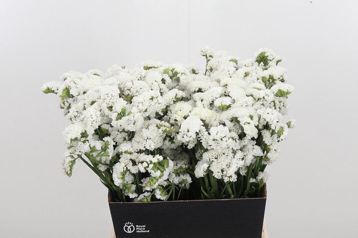 <h4>Limonium S - Wh Starl Wings</h4>