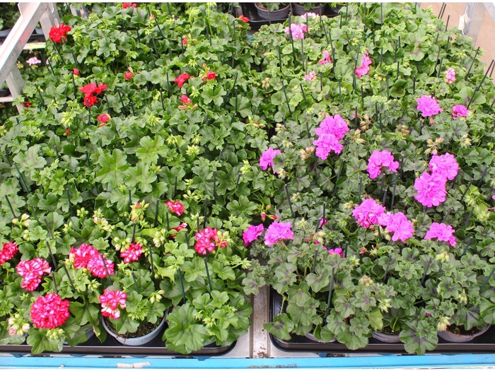 <h4>PEL PELT MIXK</h4>