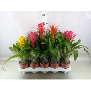 Guzmania   ...mix