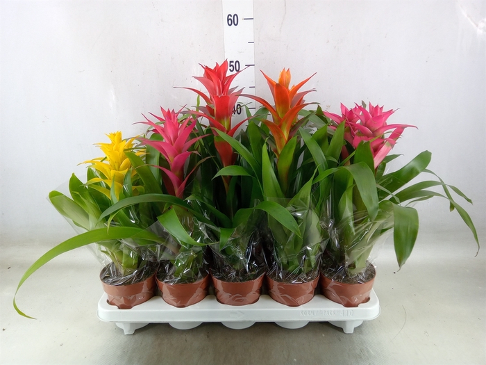<h4>Guzmania   ...mix</h4>