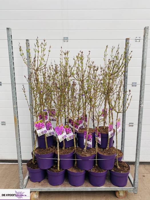 <h4>SYRI MEY PALIBIN</h4>