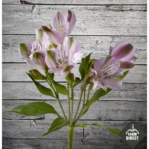 ALSTRO PACIFIC LAVENDEL 70GR