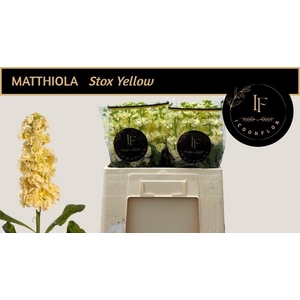 MATTH STOX YELLOW