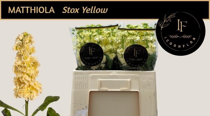 <h4>MATTH STOX YELLOW</h4>