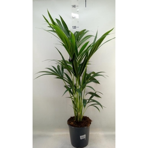 Howea forsteriana