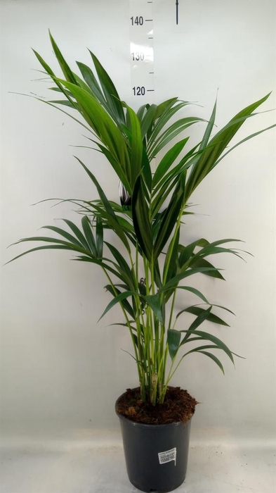 <h4>Howea forsteriana</h4>