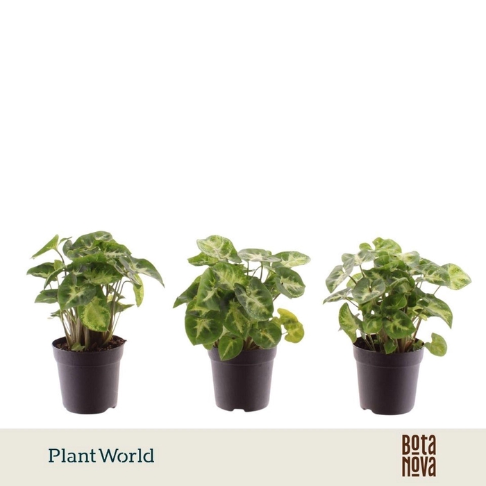 <h4>Syngonium Pixie</h4>