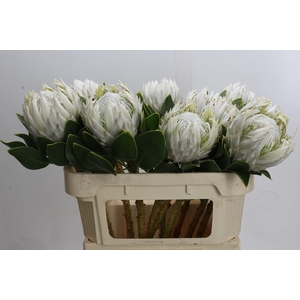 Protea Cyn. Ayoba Arctic Ice