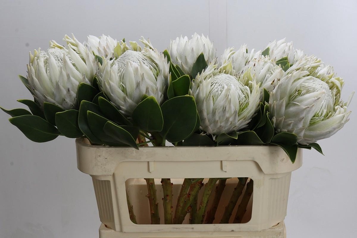 <h4>Protea Cyn. Ayoba Arctic Ice</h4>