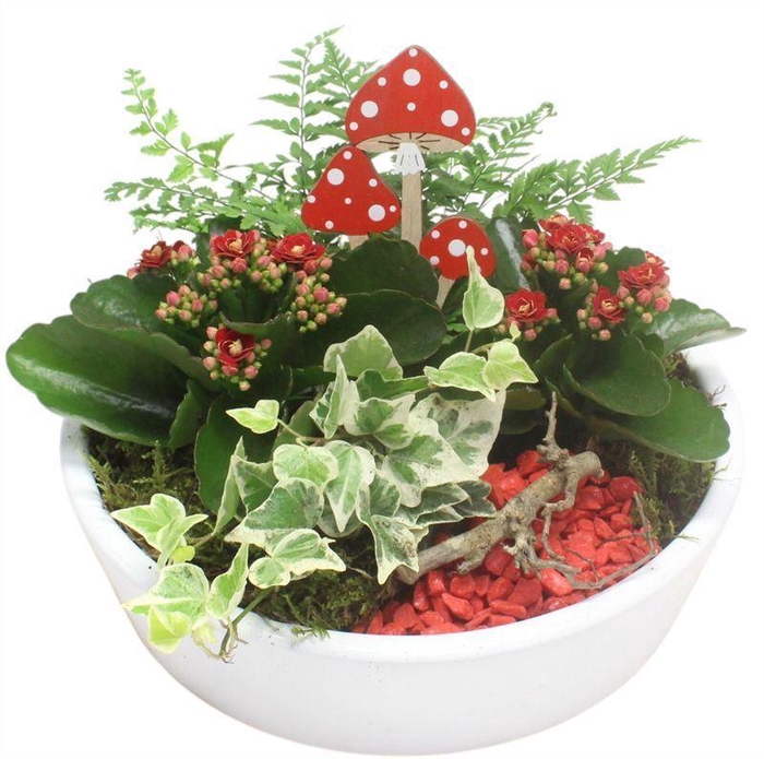 <h4>arr2 PT 9209 KER KON LAAG ROOD/WIT</h4>