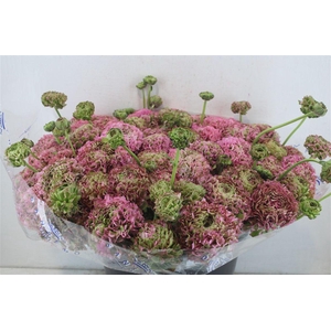 Ran Ponpon Sup Hermoine