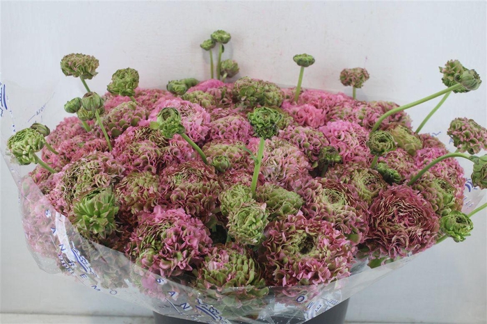 <h4>Ran Ponpon Sup Hermoine</h4>