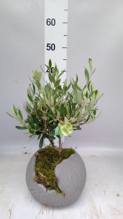 <h4>Arr.   Tuinplanten H%</h4>