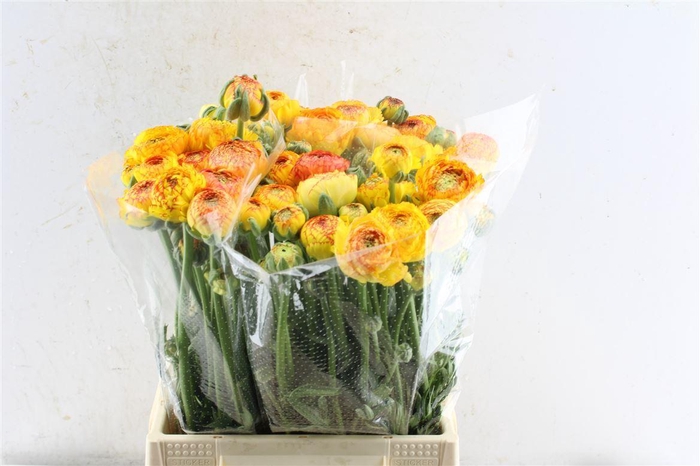 <h4>Ran Aazur Orange Stripe</h4>