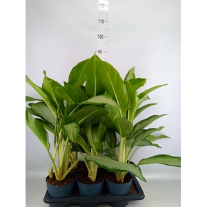 Aglaonema  'Cleopatra'