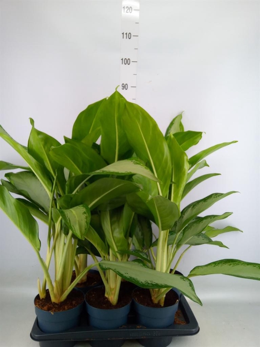 <h4>Aglaonema  'Cleopatra'</h4>