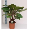 Homalomena rubescens 'Maggy'