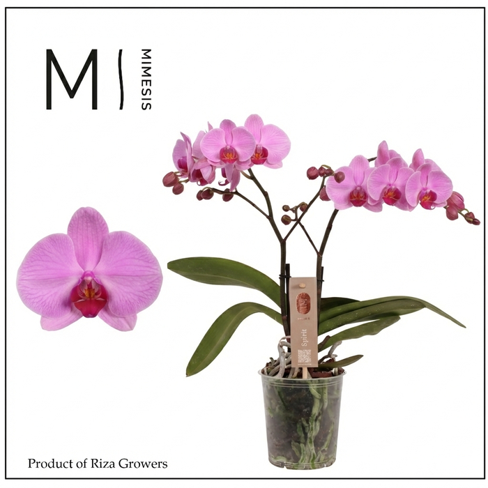 <h4>Phalaenopsis Spirit Pink 2 spike - 12cm | Mimesis</h4>