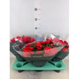 Begonia elat. HL 'Betulia'