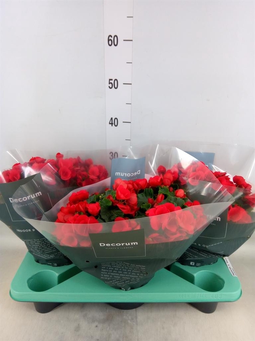 <h4>Begonia elat. HL 'Betulia'</h4>