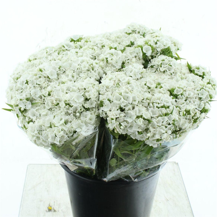 <h4>Di Barb White</h4>