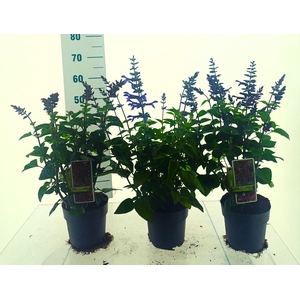 SALVIA SALGOON GEM