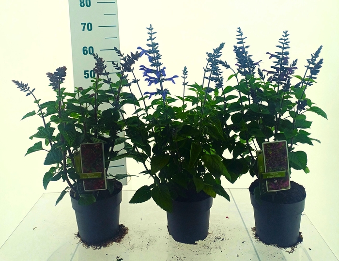 <h4>SALVIA SALGOON GEM</h4>