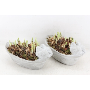 arr4 Narcis JS - Vogel ovaal small