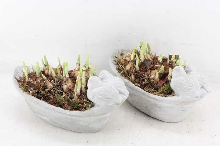 <h4>arr4 Narcis JS - Vogel ovaal small</h4>