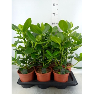 Clusia rosea 'Princess'