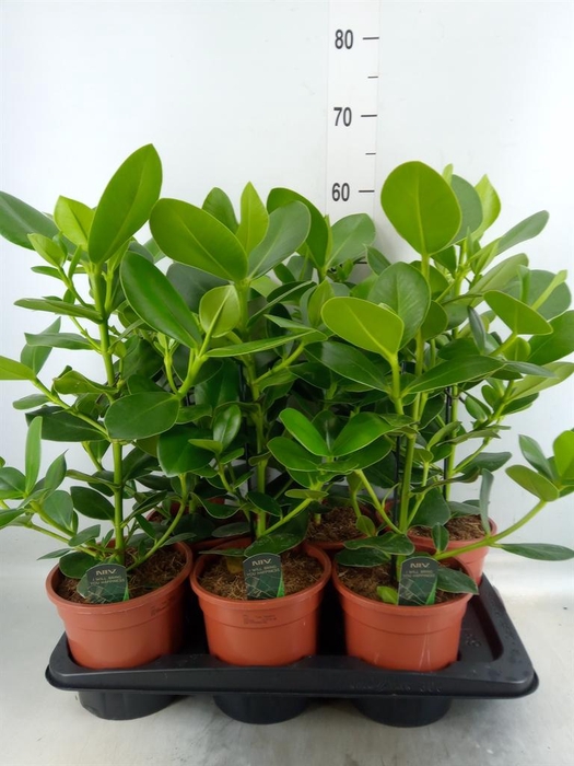 <h4>Clusia rosea 'Princess'</h4>