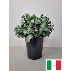 EUC CINEREA PER STEEL -IT-