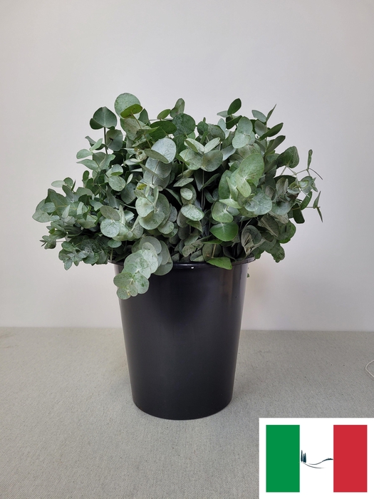 <h4>EUC CINEREA PER STEEL -IT-</h4>