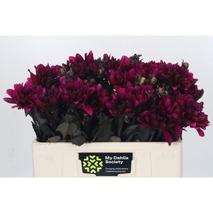 Dahlia DE 'Purple Flame'