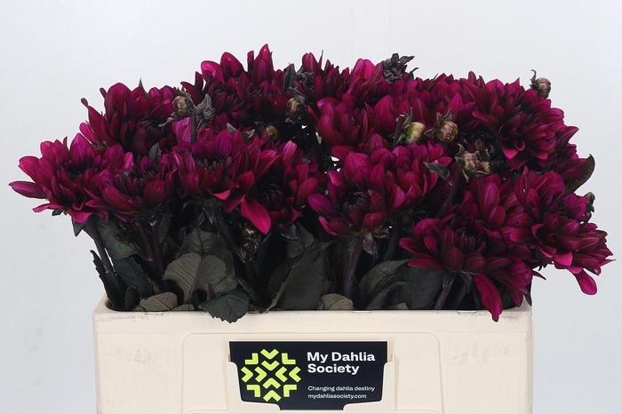 <h4>Dahlia DE 'Purple Flame'</h4>